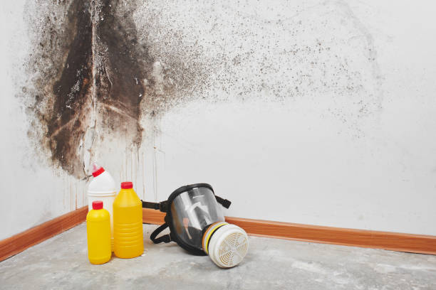 Best Local Mold Removal Service  in Whitfield, PA