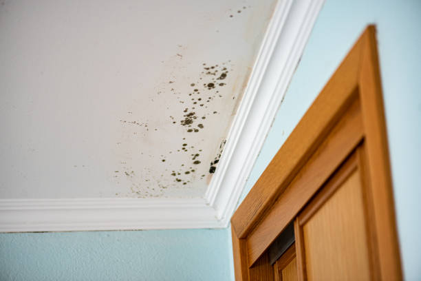 Best Professional Mold Removal  in Whitfield, PA