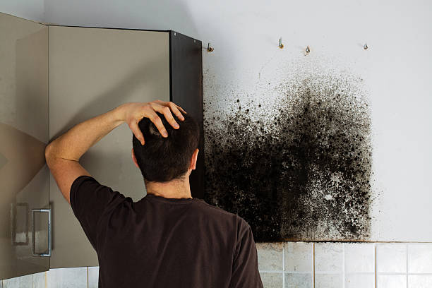 Best Home Mold Removal  in Whitfield, PA