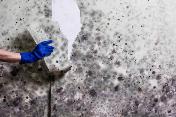 Mold Removal Process in Whitfield, PA
